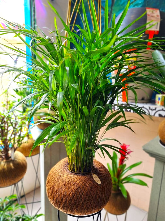 Palma Areca B (Mediana)