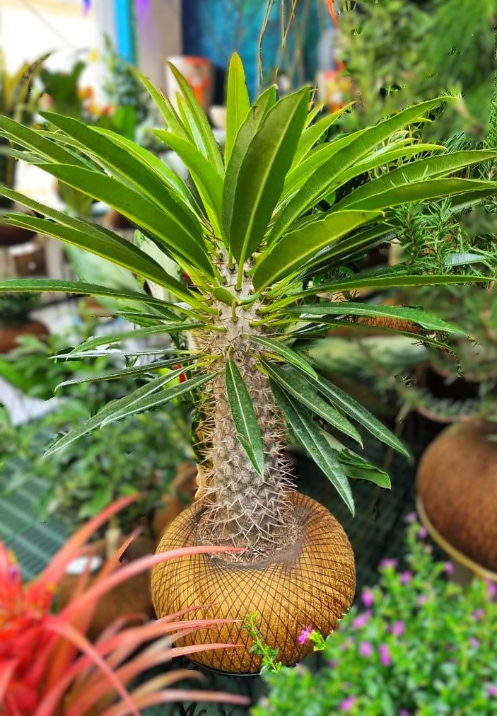 Palma de Madagascar