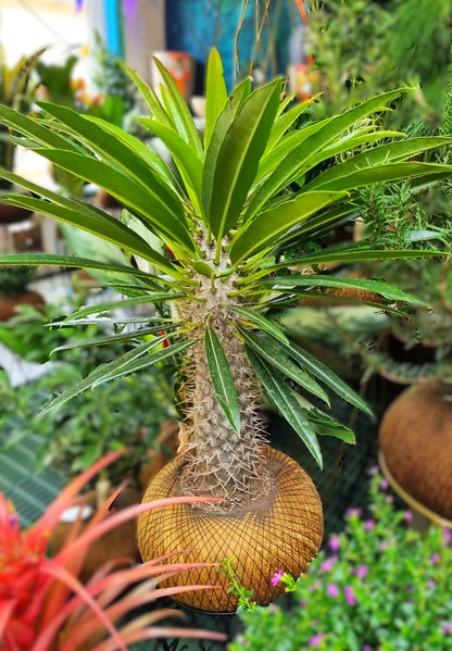 Palma de Madagascar