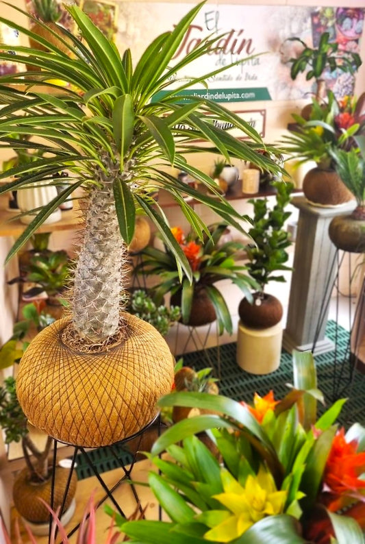Palma de Madagascar