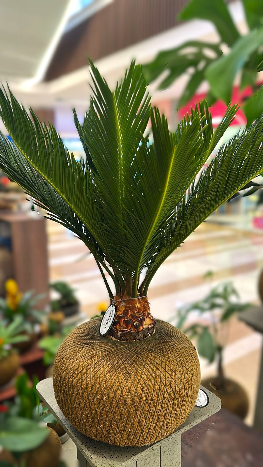 Palma Cyca