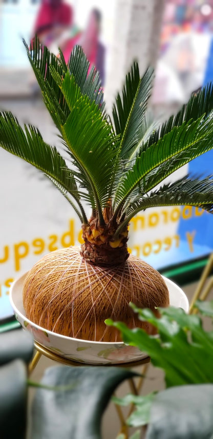 Palma Cyca