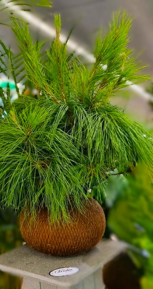 Bonsai Pino Patula