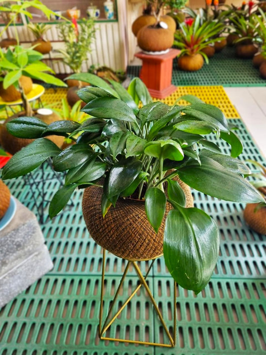 Planta Del Billete