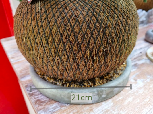 Platos Cemento (Grande)