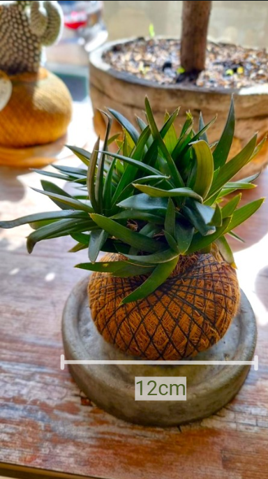 Platos Cemento (Pequeño)