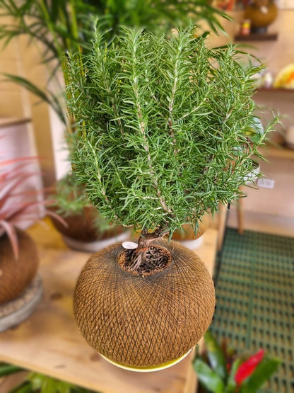 Bonsai Romero