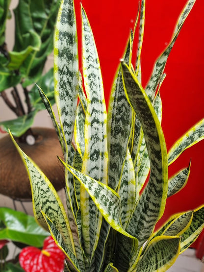 Sansevieria A (Grandes Triples)