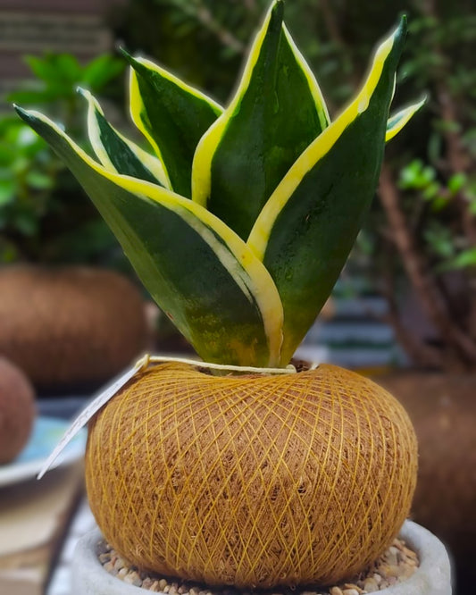 Sanseviera Mexicana C (Mini)