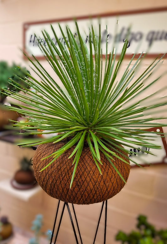 Agave