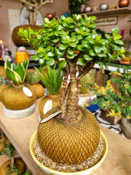 Jade Hembra B (Mediano)