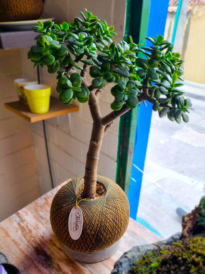 Jade Hembra B (Mediano)