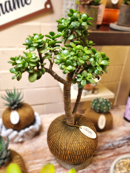 Jade Hembra C (Pequeño)