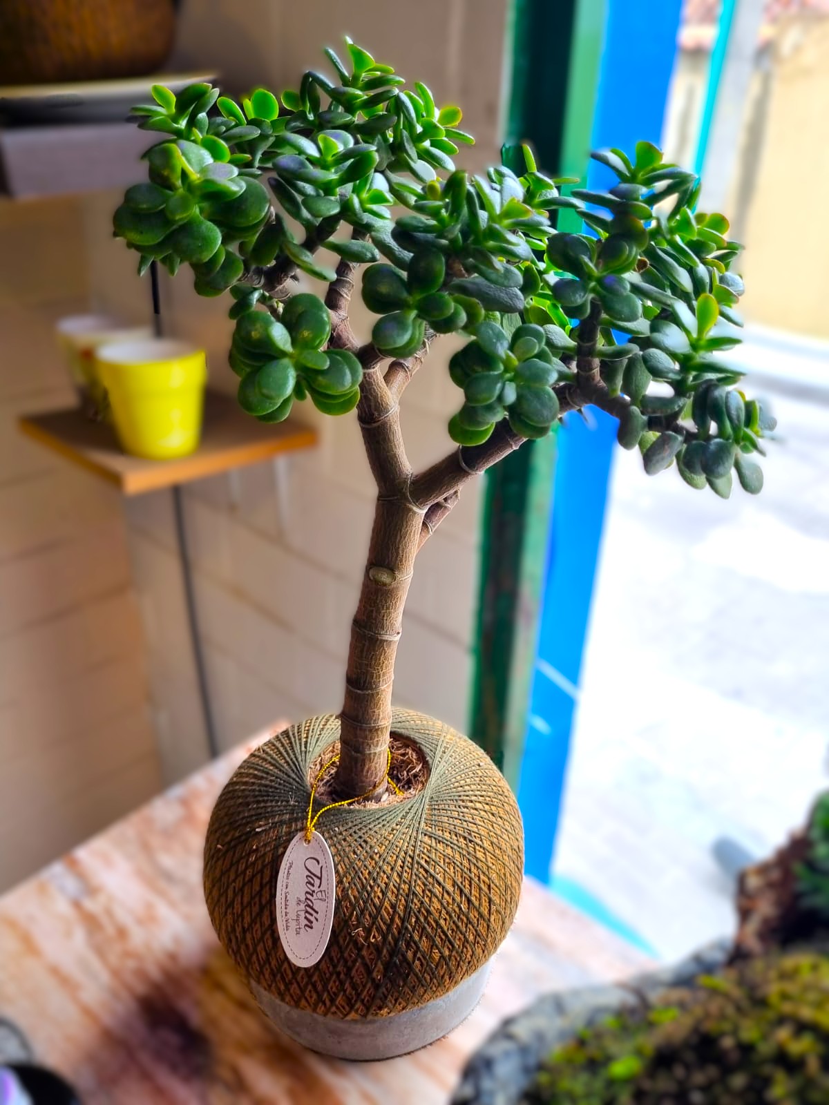 Jade Hembra C (Pequeño)