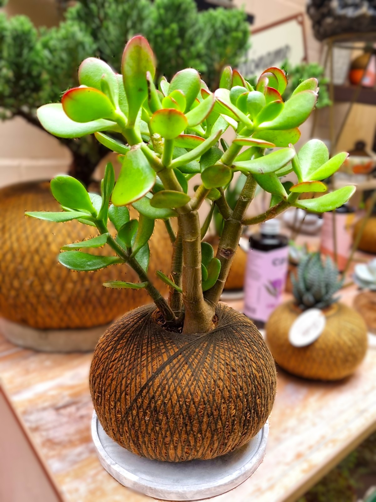 Jade Hembra B (Mediano)