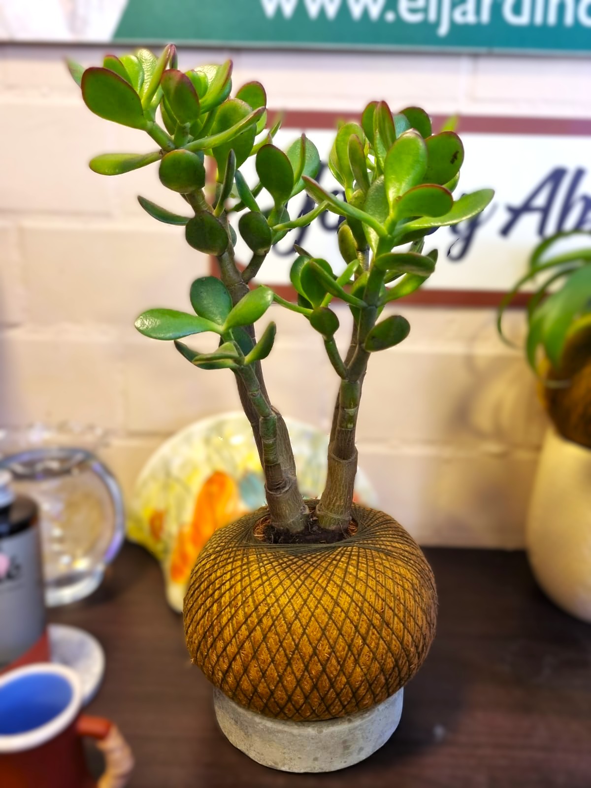 Jade Hembra B (Mediano)