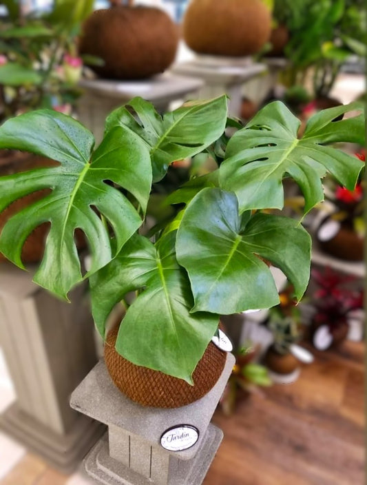 Monstera B (Mediana Doble)